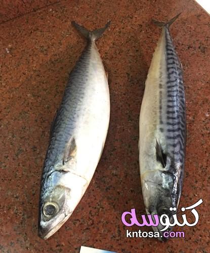 نصائح مهمه عند شراء سمك الماكريل , الفرق بين سمك الماكريل وسمك شك الزور kntosa.com_08_19_156