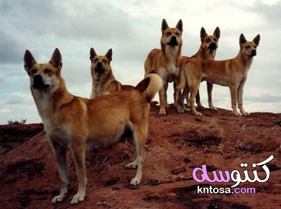 كلاب الدنجو.. المفترس الأقوى في أستراليا 2020 kntosa.com_08_19_157