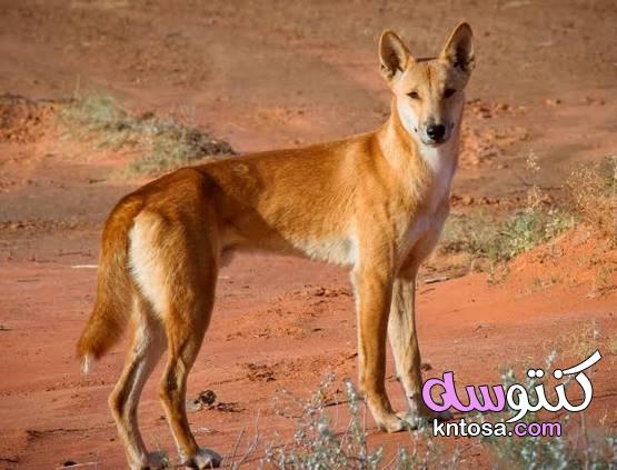 كلاب الدنجو.. المفترس الأقوى في أستراليا 2020 kntosa.com_08_19_157