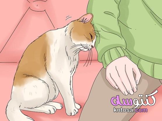 كيفية مداعبة القطة التركيز على مناطق وجود غدد الرائحة دع القطة تأتي إليك تعلم ما يجب تجنبه 2020 kntosa.com_08_19_157