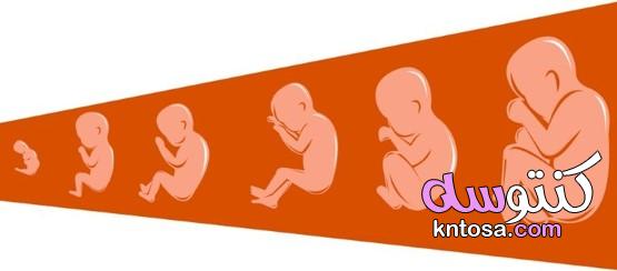 لماذا سميت مرحلة الجنين الخلوي بهذا الاسم kntosa.com_08_20_160