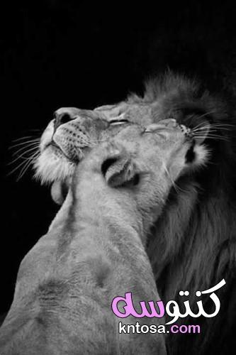 Most beautiful Lion Pictures ،خلفيات صور الاسد مع الشبل اللبوة رائعة وجميلة 2022 kntosa.com_08_21_162
