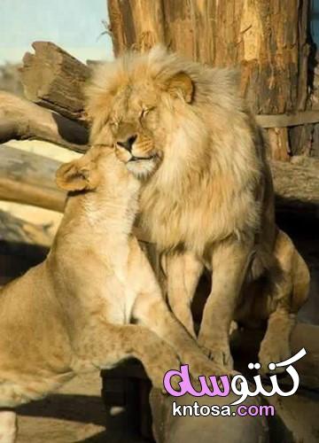 Most beautiful Lion Pictures ،خلفيات صور الاسد مع الشبل اللبوة رائعة وجميلة 2023