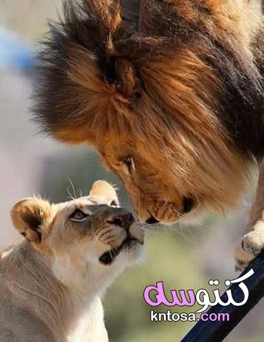 Most beautiful Lion Pictures ،خلفيات صور الاسد مع الشبل اللبوة رائعة وجميلة 2022 kntosa.com_08_21_162