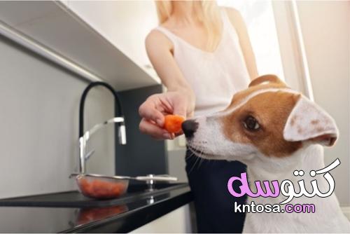 7 علاجات لرائحة الفم الكريهة لدى الكلاب kntosa.com_08_21_163
