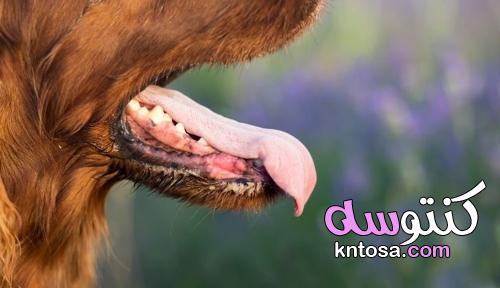 7 علاجات لرائحة الفم الكريهة لدى الكلاب kntosa.com_08_21_163