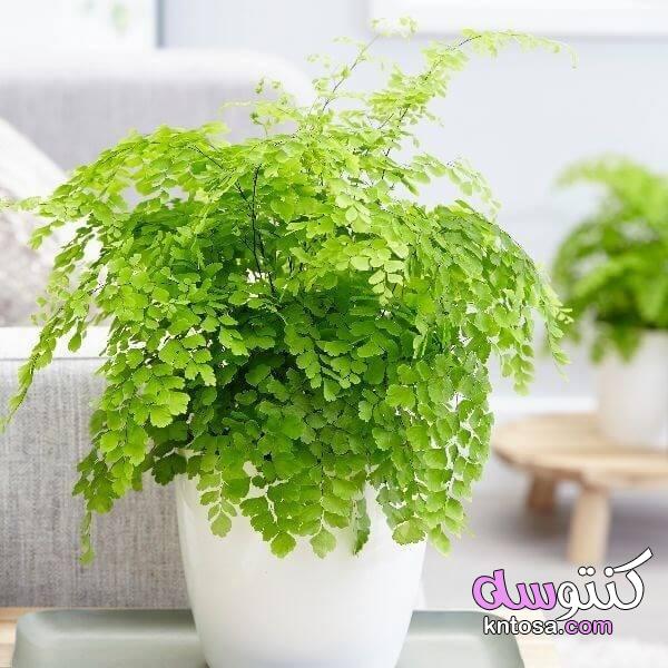 أفضل النباتات المنزلية المفيدة بالصور,افضل نباتات الزينة للحصول على هواء نظيف في المنزل kntosa.com_09_19_156