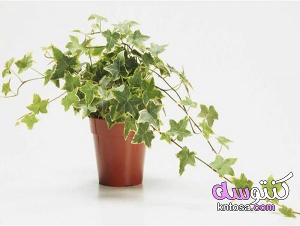 أفضل النباتات المنزلية المفيدة بالصور,افضل نباتات الزينة للحصول على هواء نظيف في المنزل kntosa.com_09_19_156