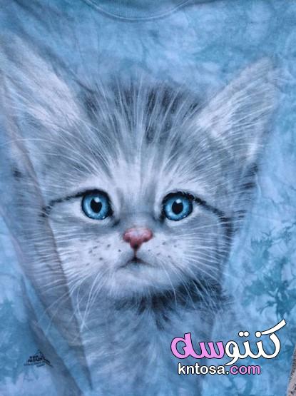 لمحبي القطط صور اجمل قطط في العالم 2020 صغيرة تجنن،اجمل واروع صور قطط kntosa.com_09_19_157