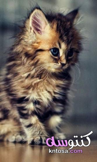 لمحبي القطط صور اجمل قطط في العالم 2020 صغيرة تجنن،اجمل واروع صور قطط kntosa.com_09_19_157