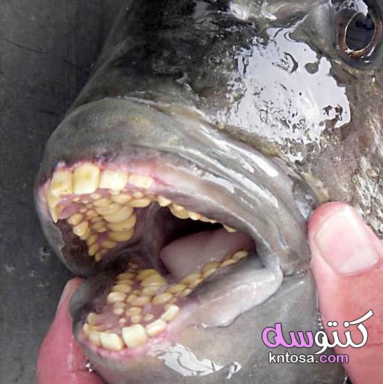 سمكة رأس الغنم ، السمكة ذات الأسنان البشرية،معلومات عن سمكة رأس الغنم sheepshead kntosa.com_09_20_157