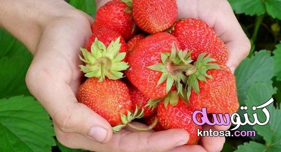 زيادة إزهار الفراولة،زراعة الفراولة و طرق زيادة الانتاج وتجهيز الفرولة للتصدير kntosa.com_09_20_159