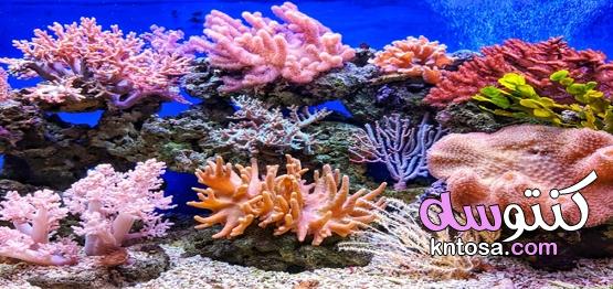 الفرق بين المرجان والشعاب المرجانية kntosa.com_09_20_160