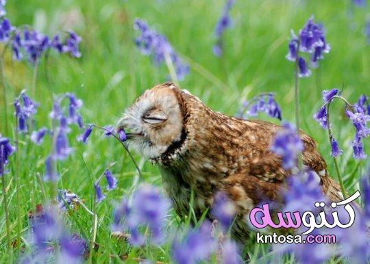 صور حيوانات جميلة وطريفة في الغابة - أجمل صور الحيوانات 2021 kntosa.com_09_21_161