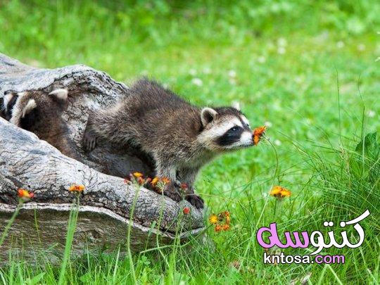 صور حيوانات جميلة وطريفة في الغابة - أجمل صور الحيوانات 2021 kntosa.com_09_21_161