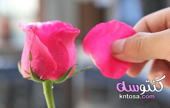كيفية تجفيف الورد البلدي - منتدى كنتوسه kntosa.com_09_21_162