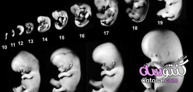 مراحل تشكل الجنين,ما هي مراحل تشكل الجنين,مراحل تكوين الجنين أسبوعياً,مراحل تشكل الجنين بالأسابيع kntosa.com_10_19_154