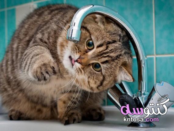 تنظيف القطط,كيف تستحم القط,طريقة استحمام القطط,كيفية حموم القطة kntosa.com_10_19_155