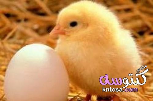 مراحل نمو الدجاج بالصور,طرق العناية بالدجاج,نصائح عند تربية الدجاج kntosa.com_10_19_155