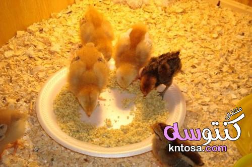 مراحل نمو الدجاج بالصور,طرق العناية بالدجاج,نصائح عند تربية الدجاج kntosa.com_10_19_155