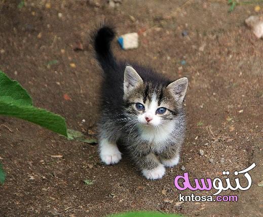 اجمل قطة في الكون, قطط روعة,قطط جميلة,اجمل واروع صور قطط صغيرة cute cats ستراها في حياتك ! kntosa.com_10_19_156