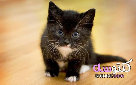 اجمل قطة في الكون, قطط روعة,قطط جميلة,اجمل واروع صور قطط صغيرة cute cats ستراها في حياتك ! kntosa.com_10_19_156
