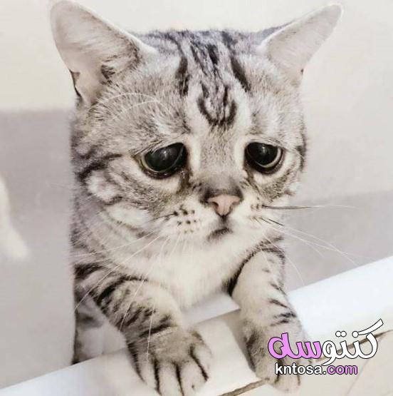 قطط حزينة,قطة حزينة تبكي,صور قطط حزينة,صور القط الحزين kntosa.com_10_19_157