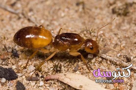 عالم النمل.. الأكثر تنظيما وحكمة عن البشر kntosa.com_10_19_157