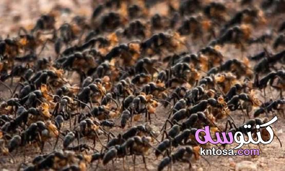 عالم النمل.. الأكثر تنظيما وحكمة عن البشر kntosa.com_10_19_157