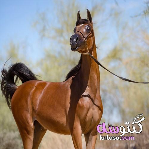 صور خيول عربية,أجمل الخيول العربية الاصيلة,صور فرس عربى 2019,صور خيول kntosa.com_11_19_154