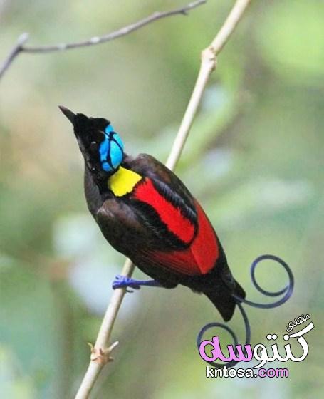اجمل الصور عصافير, اجمل الصور العصافير الكناري,اجمل عصافير الحب,طيور جميلة بألوان غريبة kntosa.com_11_19_155