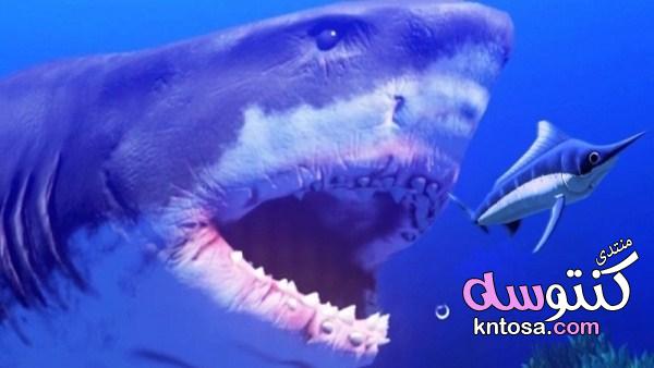 كيف تصطاد أسماك القرش فريستها؟ kntosa.com_11_19_155