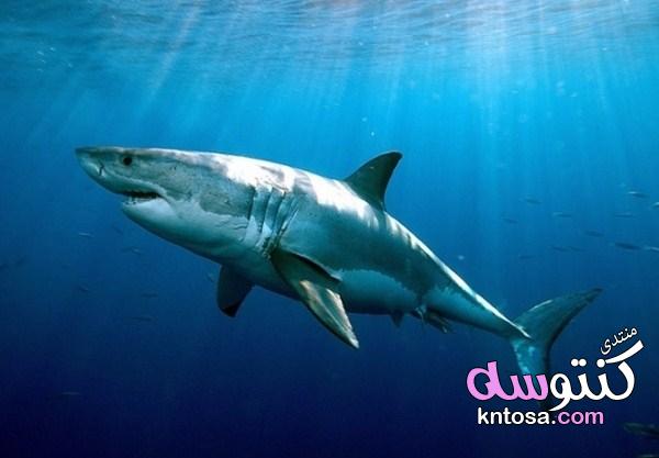 كيف تصطاد أسماك القرش فريستها؟ kntosa.com_11_19_155