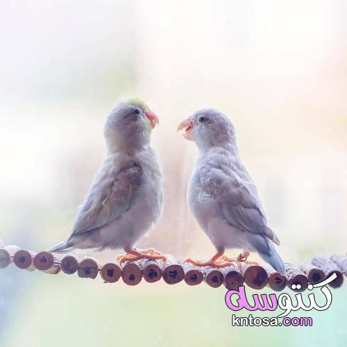بالصور لحظات رومانسية بين طيور , عصافير الحب kntosa.com_11_19_156