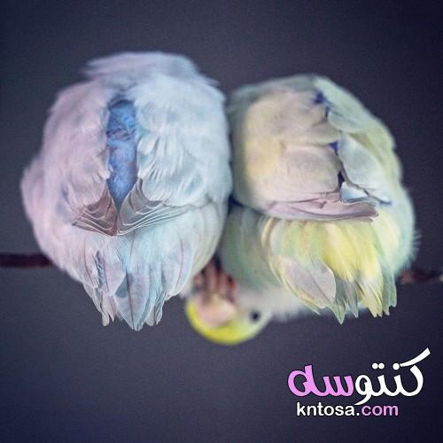 بالصور لحظات رومانسية بين طيور , عصافير الحب kntosa.com_11_19_156