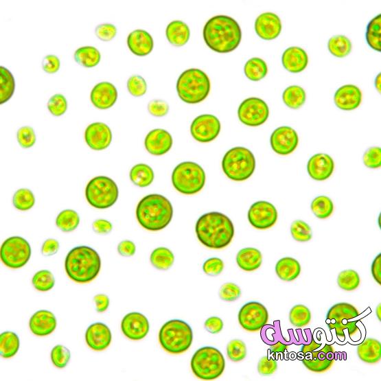كيفية زراعة طحالب الاسبيرولينا ، طريقة استزراع طحلب الكلوريلا ، خصائص طحلب الكلوريلا kntosa.com_11_19_157