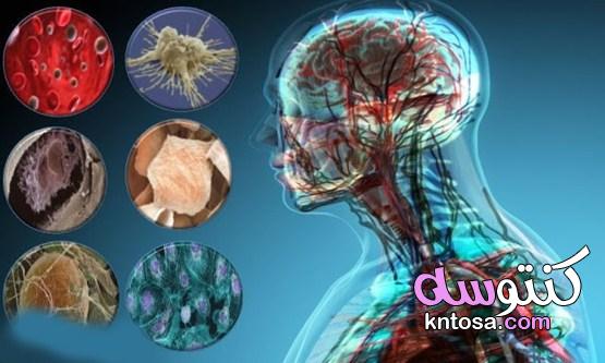 أنواع الخلايا في جسم الإنسان وأعدادها وأهمية كل منها ومكوناتها kntosa.com_11_21_162