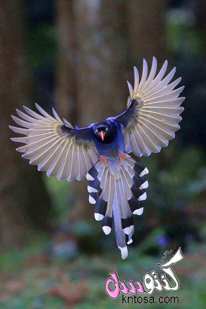 مراحل الطيران عند الطيور.تحليق الطيور.كيف تطير الطيور.كيف يساعد جناح الطائر على الطيران.الية الطيران kntosa.com_12_18_153
