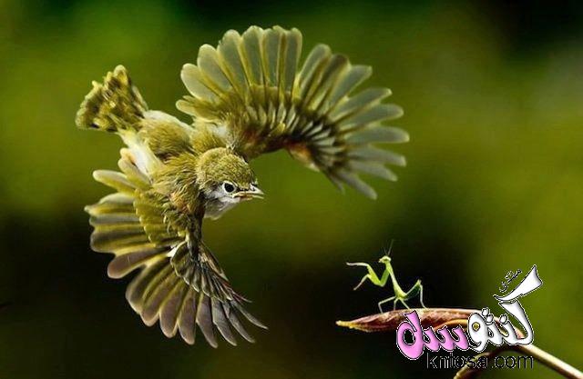 مراحل الطيران عند الطيور.تحليق الطيور.كيف تطير الطيور.كيف يساعد جناح الطائر على الطيران.الية الطيران kntosa.com_12_18_153