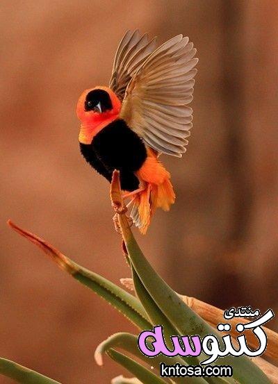 اجمل طيور العالم بالصور.صوراجمل الطيور.اجمل الصور عصافير.اجمل العصافير في العالم kntosa.com_12_18_153