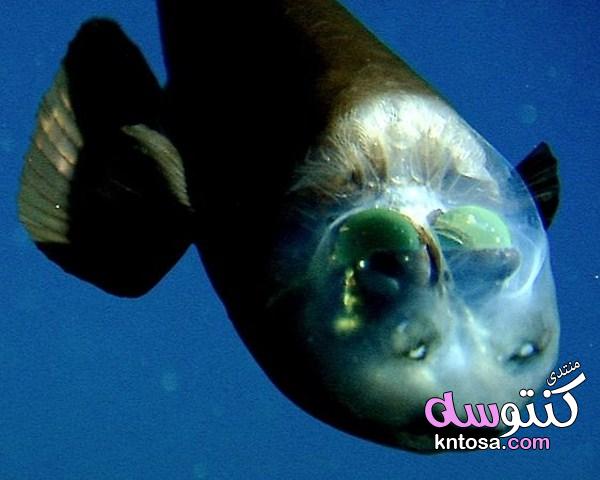 السمكة ذات الرأس الشفاف سبحان الله , معلومات رائعة عن السمك شفاف الرأس kntosa.com_12_19_155