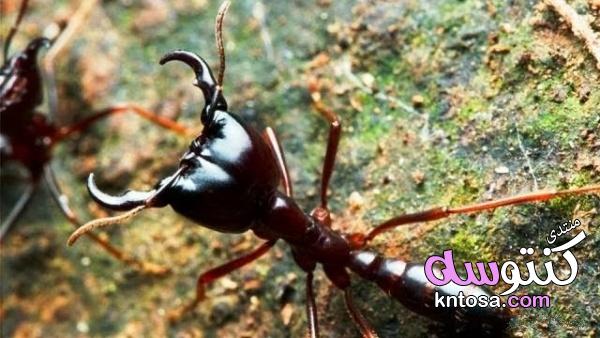 10 من اخطر الحشرات على وجه الارض بالصور , تعرفي علي أخطر 10 حشرات في العالم kntosa.com_12_19_155