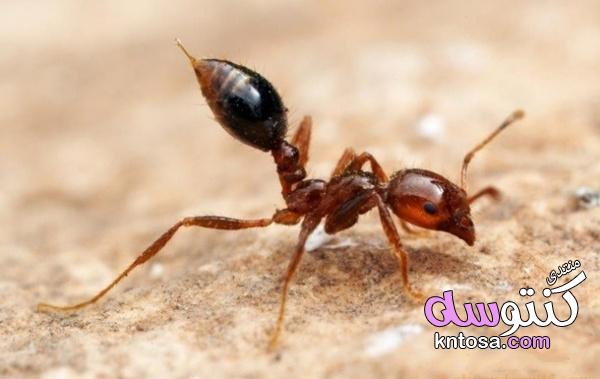 10 من اخطر الحشرات على وجه الارض بالصور , تعرفي علي أخطر 10 حشرات في العالم kntosa.com_12_19_155