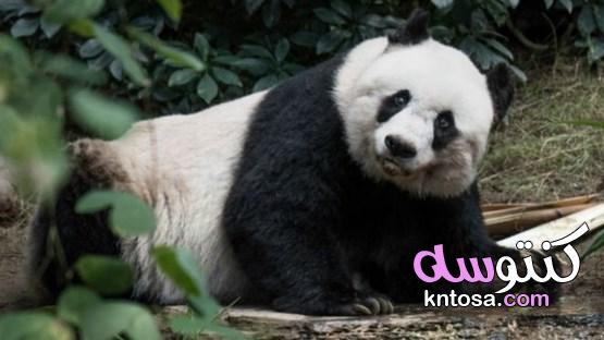 كسول ومعرض للانقراض معلومات مذهلة عن دب الباندا kntosa.com_12_19_157