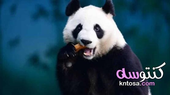 كسول ومعرض للانقراض معلومات مذهلة عن دب الباندا kntosa.com_12_19_157
