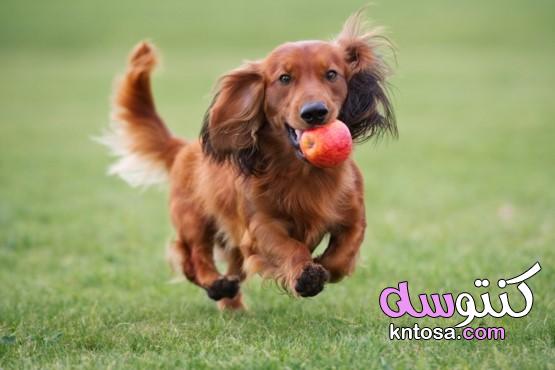 كيفية تدريب كلب للفرق الرئيسية؟ kntosa.com_12_19_157