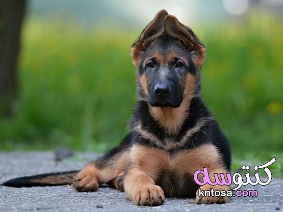 كيفية تدريب كلب للفرق الرئيسية؟ kntosa.com_12_19_157