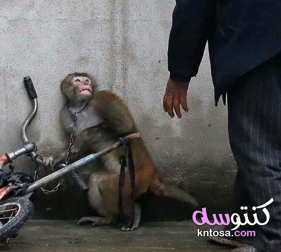 صور تعذيب الحيوانات عبر العالم ، صور كاميرا خفية تفضح تعذيب حيوانات kntosa.com_12_19_157