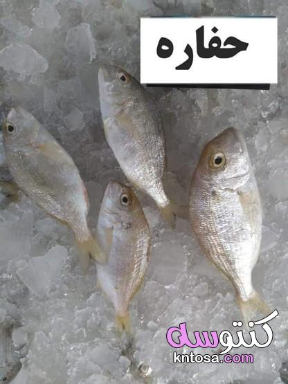 أنواع الأسماك وأسماؤها، انواع الاسماك البحرية فى مصر بالصور، انواع السمك واشكاله،اسماء انواع السمك kntosa.com_12_19_157