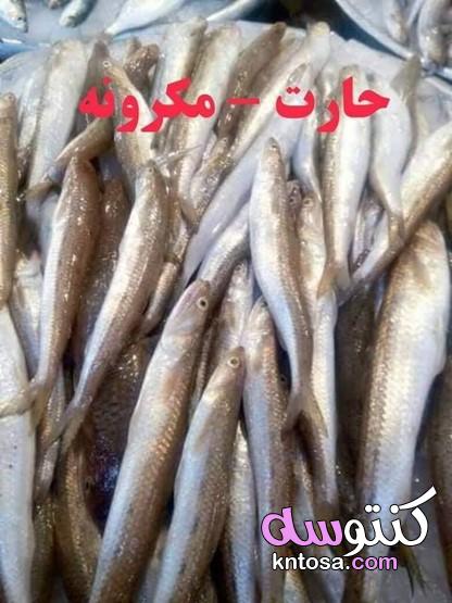 أنواع الأسماك وأسماؤها، انواع الاسماك البحرية فى مصر بالصور، انواع السمك واشكاله،اسماء انواع السمك kntosa.com_12_19_157